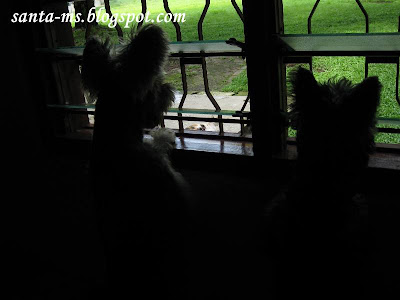 Miniature-Schnauzer Silky-Terrier Miniature-Schnauzer Silky-Terrier
