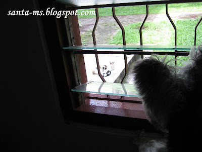 Miniature-Schnauzer Miniature-Schnauzer