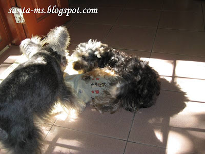 Miniature-Schnauzer Silky-Terrier Miniature-Schnauzer Silky-Terrier