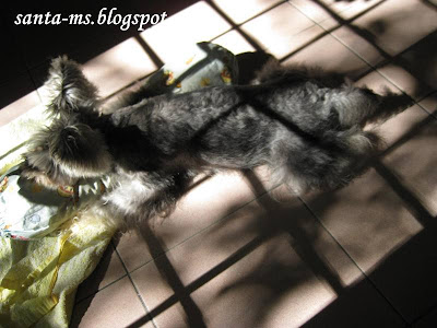 Miniature-Schnauzer Miniature-Schnauzer