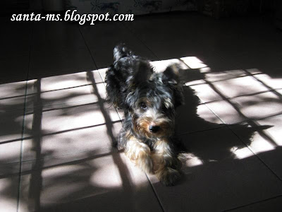 Silky-Terrier Silky-Terrier