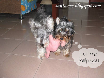 Miniature-Schnauzer Silky-Terrier Miniature-Schnauzer Silky-Terrier