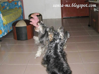 Miniature-Schnauzer Silky-Terrier Miniature-Schnauzer Silky-Terrier