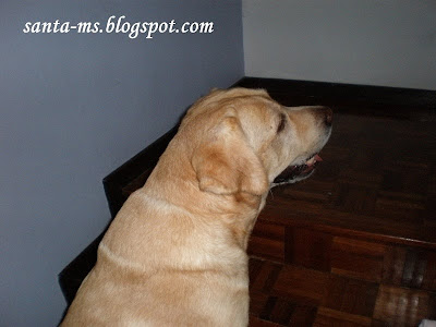 Labrador Labrador