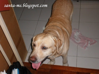 Labrador Labrador