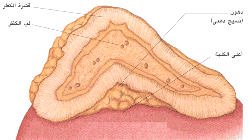 الغدة الكظرية