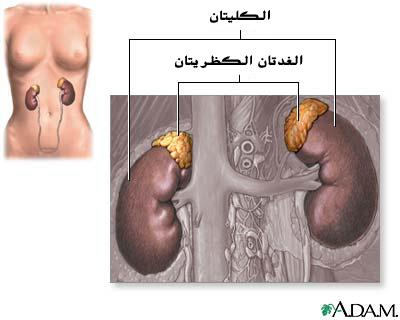 موقع الغدتان الكظريتان بالنسبة للكليتين