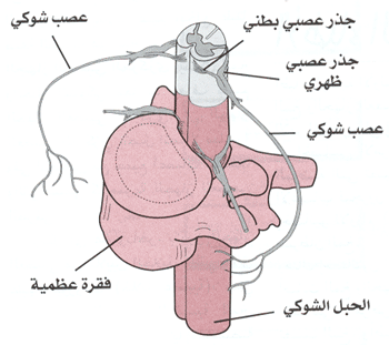 جذور الاعصاب الشوكية