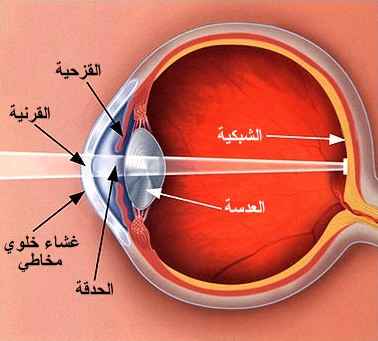 العين