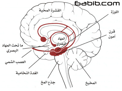 الجهاز الطرفي والاجزاء المجاورة من المخ