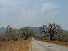 Baobabs in the Zambezi valley