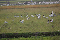 Black headed Ibis
