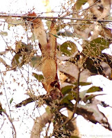 Malabar Giant Squirrel