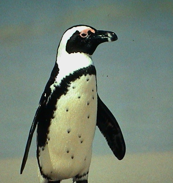 (* THE-ARC *): Puffins and Penguins