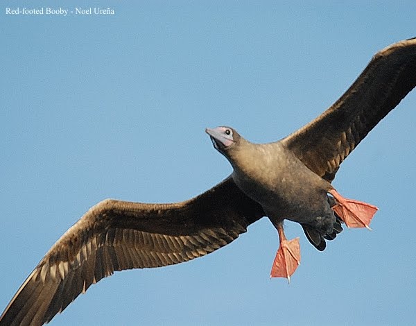 [Red-footed+Booby.JPG]