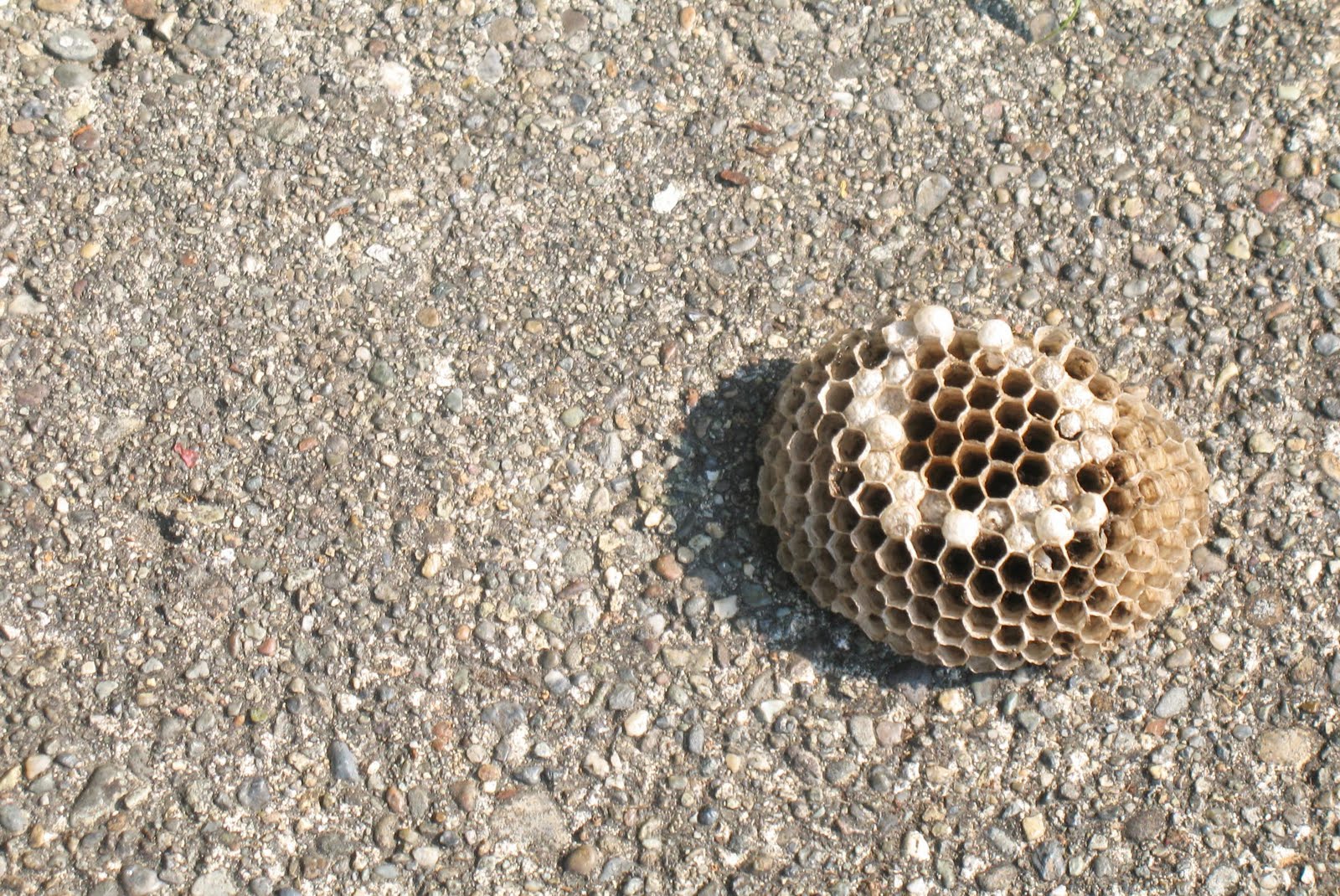 Ground+Hornets+Nest+Look+Like Hornets Nest In Ground Here is a hornet's next that i