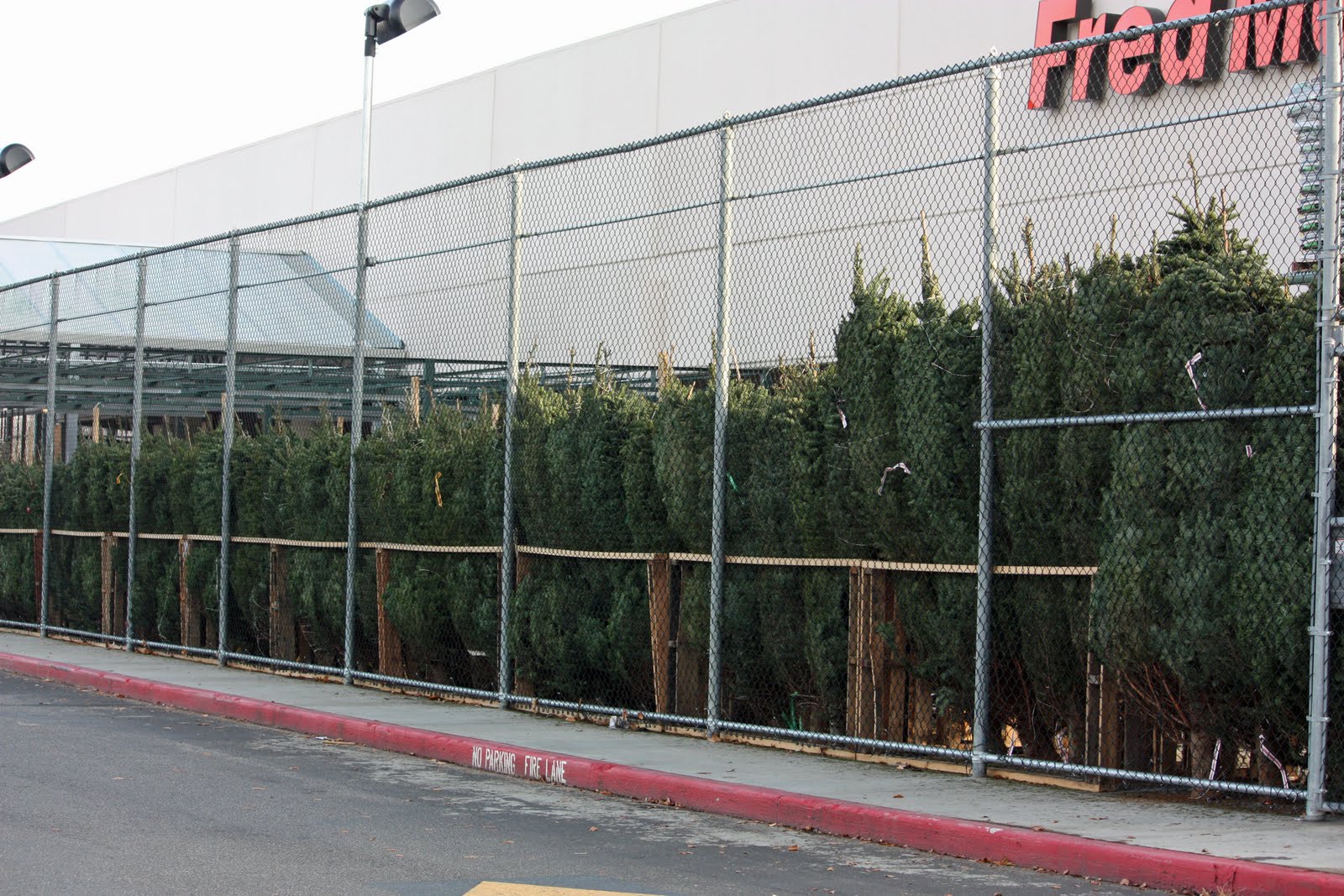 trees stacked deep and ready for holiday shoppers this weekend at fred meyer when do you put your christmas tree up we usually do ours thanksgiving - Fred Meyer Christmas Trees trees stacked deep and ready for holiday shoppers this weekend at fred meyer when do you put your christmas tree up we usually do ours thanksgiving - Fred Meyer Christmas Trees