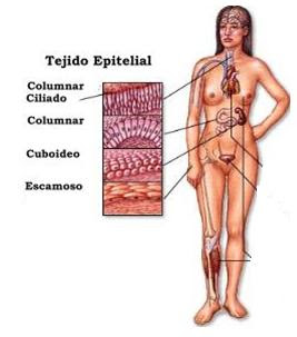 IMAGEN TEJIDO EPITELIAL PLANO SIMPLE imagen tejido epitelial plano simple: