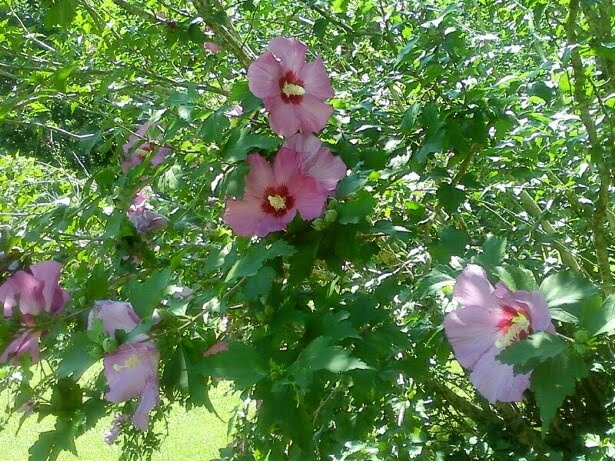 'Rose of Sharon'