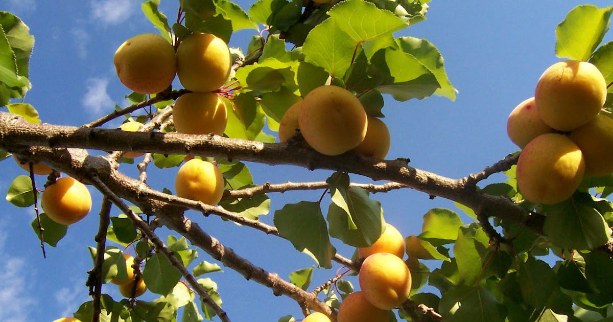Fruit, Nut and Ornamental Trees 101 Fertilizing Apricot Trees