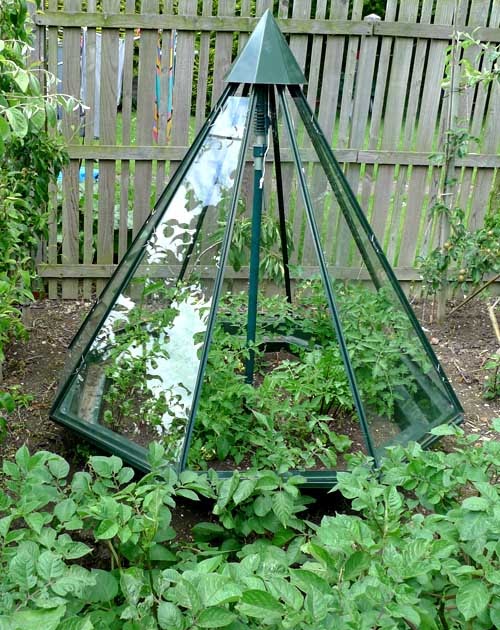 oxfordpotager The Tomato Tardis Growmate greenhouse