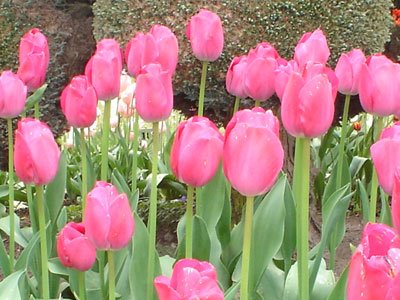 [tulips2.jpg]