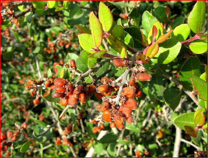 Lemonade Berry Plant