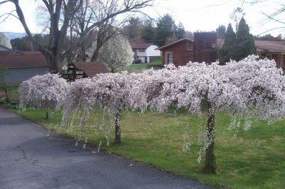Weeping Cherry Trees.