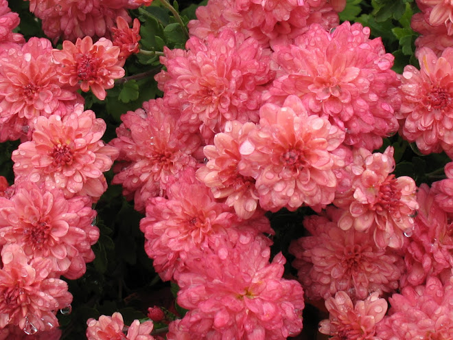 Pink Mums