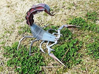 Realistic Scorpion Papercraft