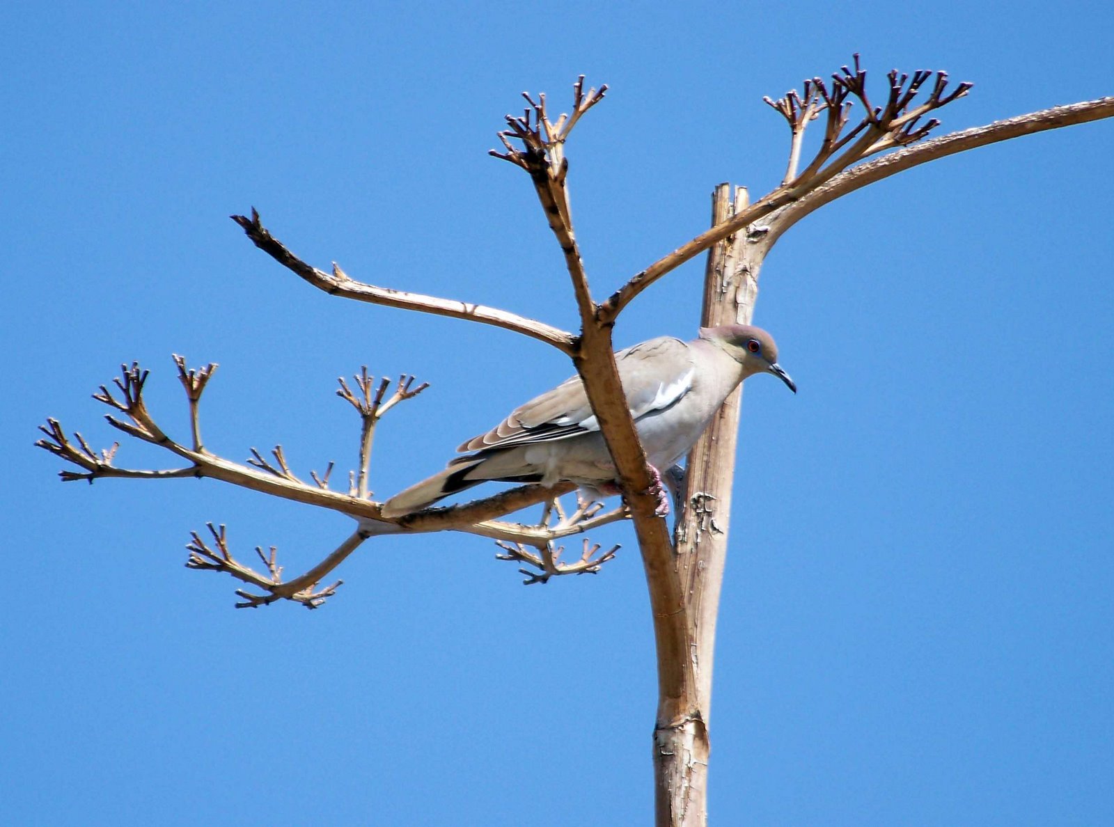 [dove+10.jpg]