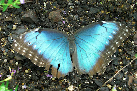 Blue Morpho Butterfly