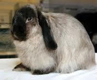 Cashmere Lop