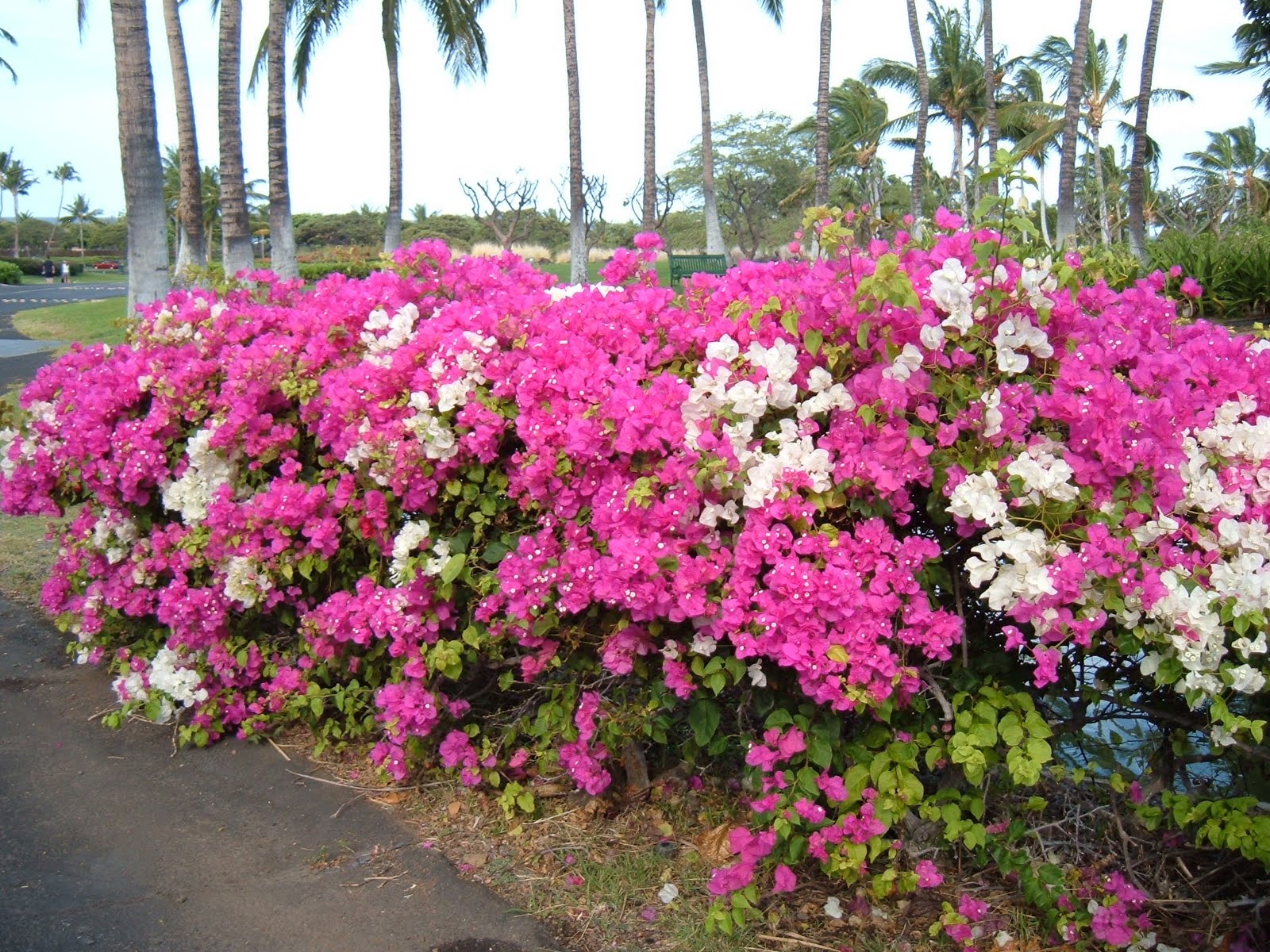 Experience Hawaii Enjoy Honolulu Festival Bougainvillea