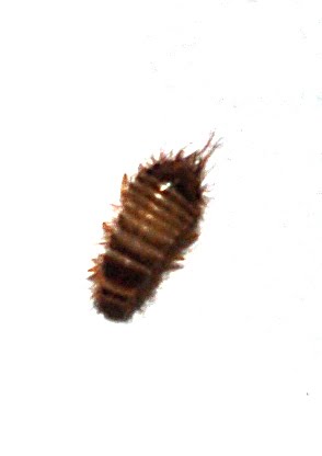 common carpet beetle. common carpet beetle.