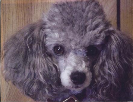 Image Result For Grey Toy Poodle For Sale Image Result For Grey Toy Poodle For Sale