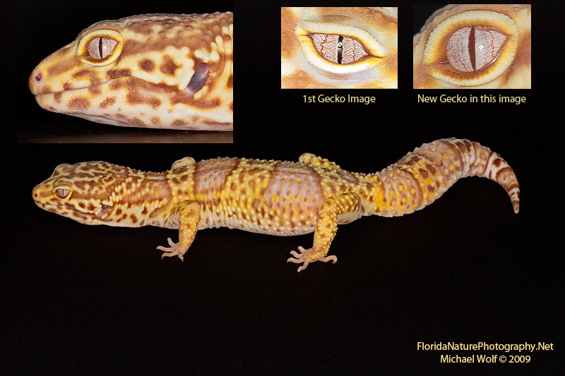 Pics of adult leopard geckos Final, sorry, Pics of adult leopard geckos interesting