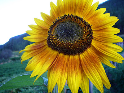 Sunflower @ Sapo Bravo
