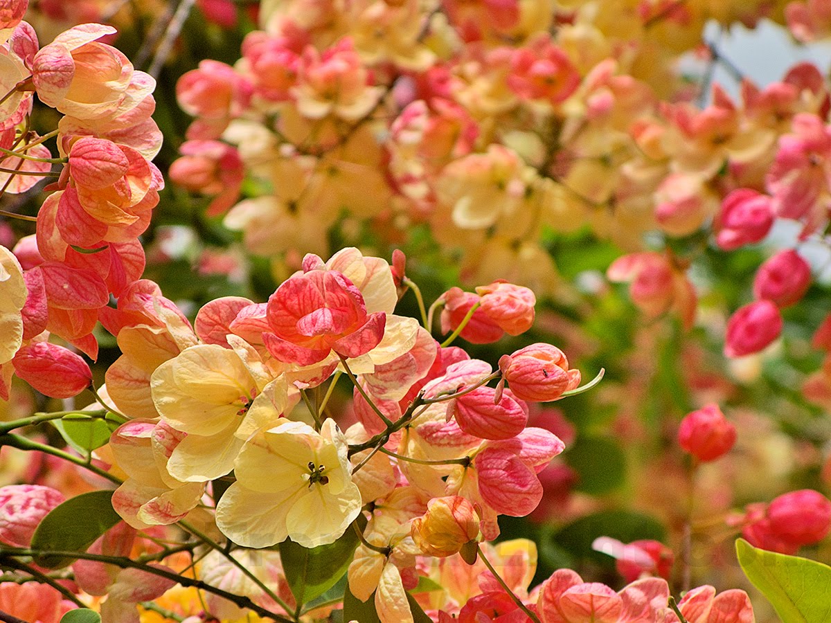 Rainbow Shower Tree