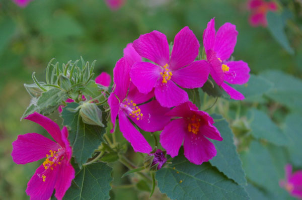 What is the rock rose plant?