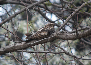 Grey Nightjar