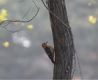 Rufous-bellied Woodpecker