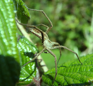 Nursery-Web Spider