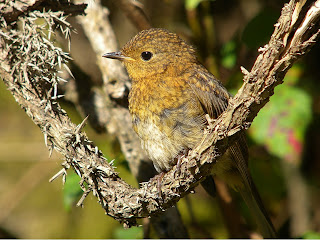 Robin,juv.