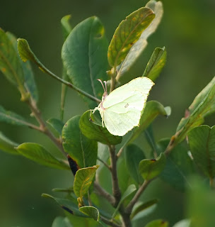 Brimstone