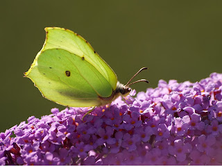 Brimstone