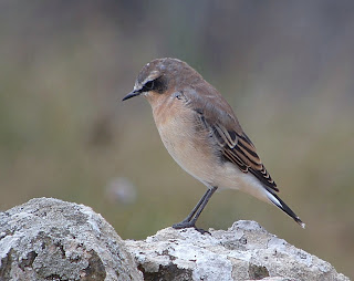 Wheatear
