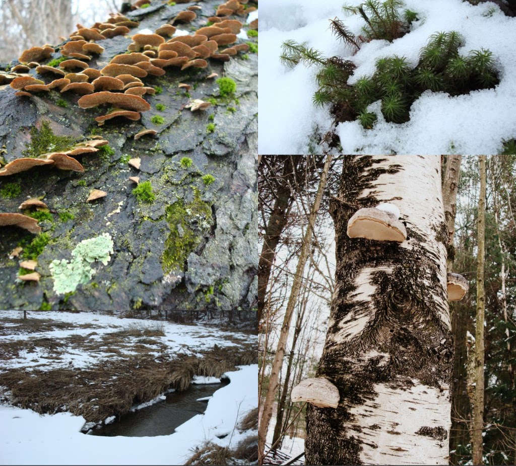 [birch+collage.jpg]