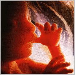 [Prolife.jpg]