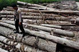 effect of illegal logging Illegal logging is the harvesting of wood that is in violation of national regulations this could include harvesting timber from protected areas, felling protected species, or exceeding logging quotas. effect of illegal logging Illegal logging is the harvesting of wood that is in violation of national regulations this could include harvesting timber from protected areas, felling protected species, or exceeding logging quotas.